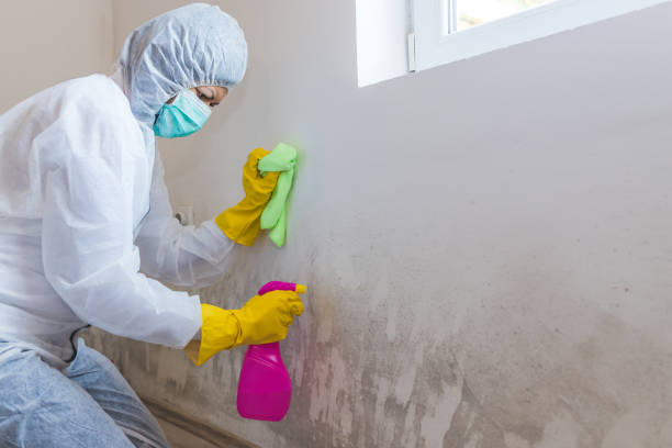 Professional Mold Removal Services in Pelican Marsh, FL